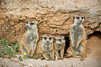 Erdmännchen