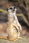 Erdmnnchen