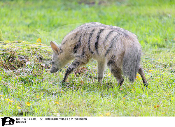 Erdwolf / aardwolf / PW-18838