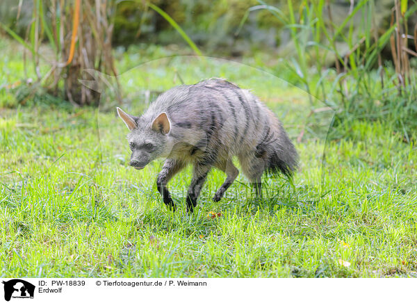 Erdwolf / aardwolf / PW-18839