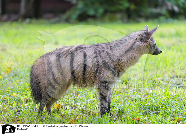 Erdwolf / aardwolf / PW-18841