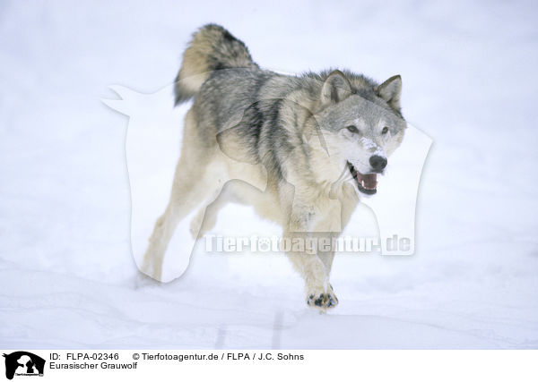 Eurasischer Grauwolf / FLPA-02346