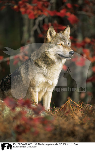 Eurasischer Grauwolf / FLPA-02347