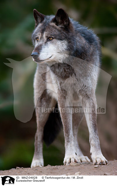 Eurasischer Grauwolf / MAZ-04828