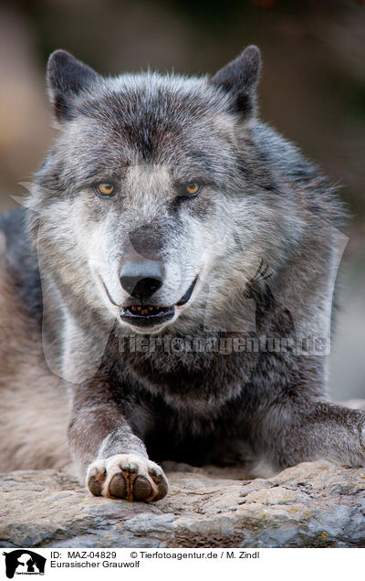 Eurasischer Grauwolf / MAZ-04829