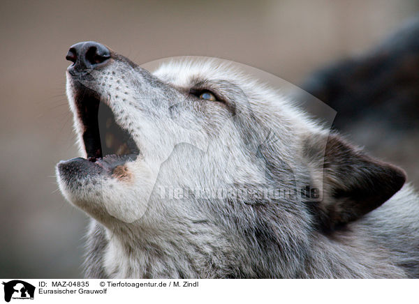 Eurasischer Grauwolf / MAZ-04835