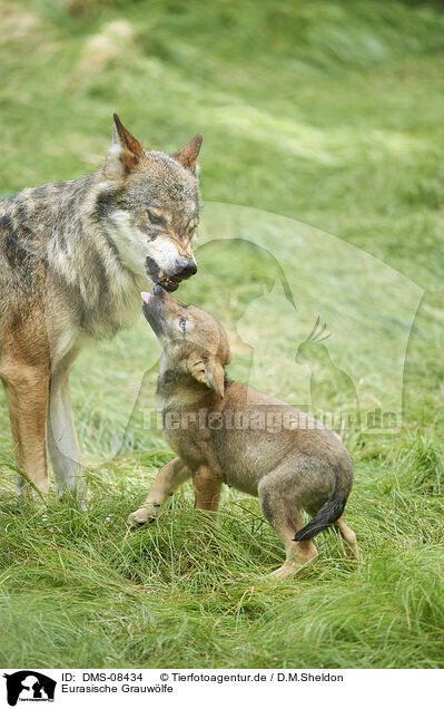 Eurasische Grauwlfe / eurasian greywolfs / DMS-08434