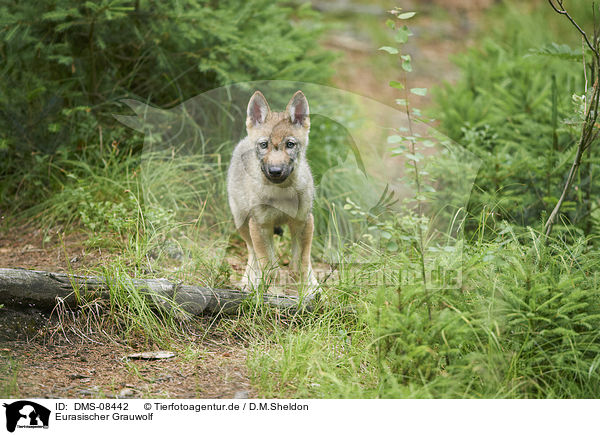 Eurasischer Grauwolf / eurasian greywolf / DMS-08442
