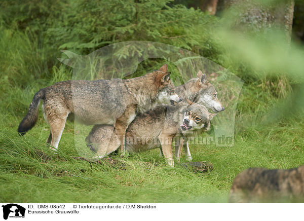 Eurasische Grauwlfe / eurasian greywolfs / DMS-08542
