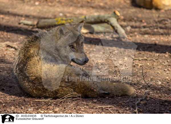 Eurasischer Grauwolf / AVD-03935