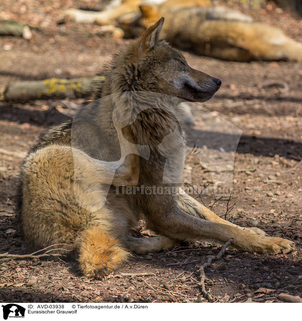 Eurasischer Grauwolf / eurasian greywolf / AVD-03938