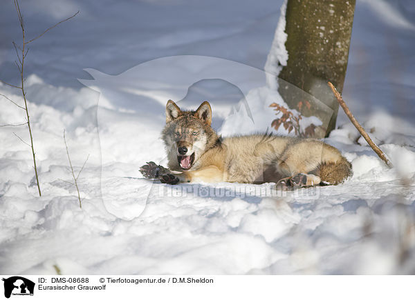 Eurasischer Grauwolf / DMS-08688