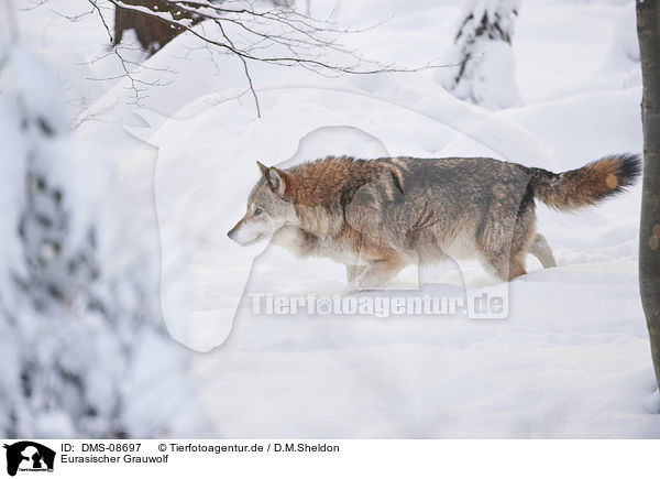 Eurasischer Grauwolf / DMS-08697