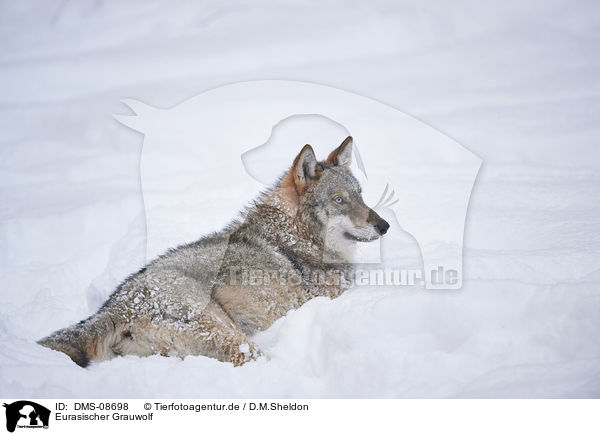 Eurasischer Grauwolf / DMS-08698