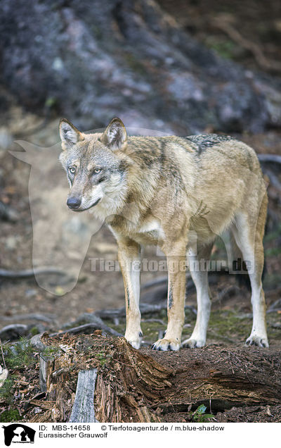 Eurasischer Grauwolf / MBS-14658