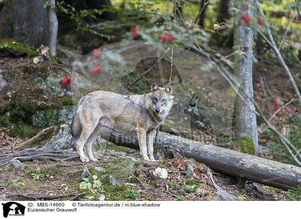 Eurasischer Grauwolf / MBS-14660