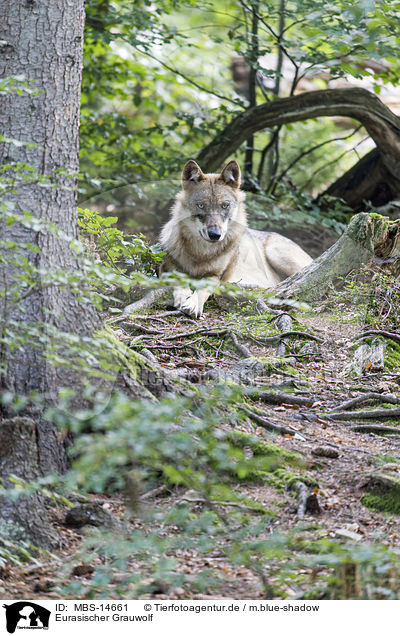 Eurasischer Grauwolf / MBS-14661