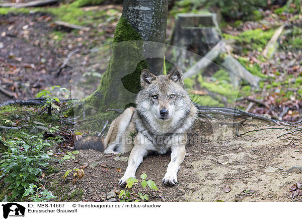 Eurasischer Grauwolf / MBS-14667