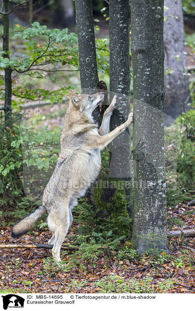 Eurasischer Grauwolf / MBS-14695