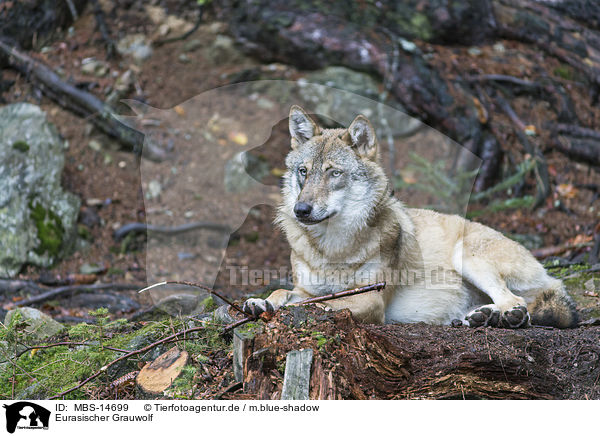 Eurasischer Grauwolf / MBS-14699