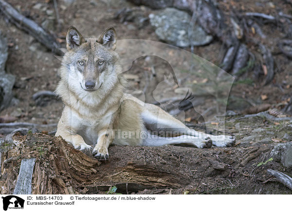 Eurasischer Grauwolf / MBS-14703