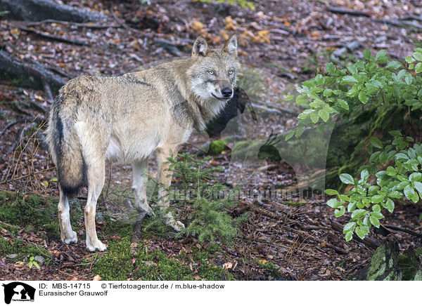 Eurasischer Grauwolf / MBS-14715