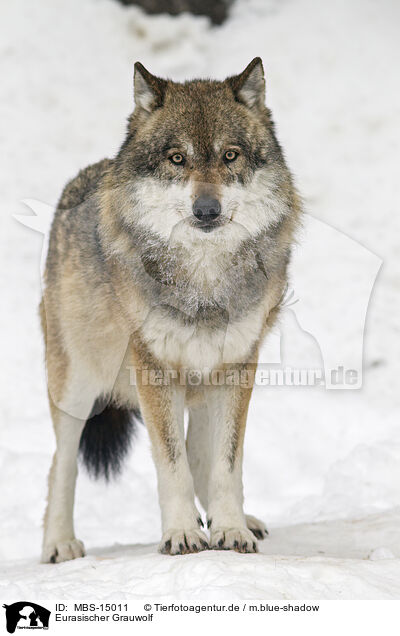 Eurasischer Grauwolf / MBS-15011