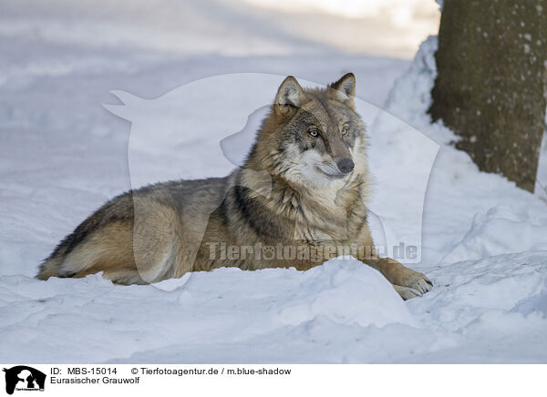 Eurasischer Grauwolf / MBS-15014