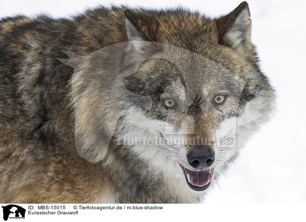 Eurasischer Grauwolf / MBS-15015