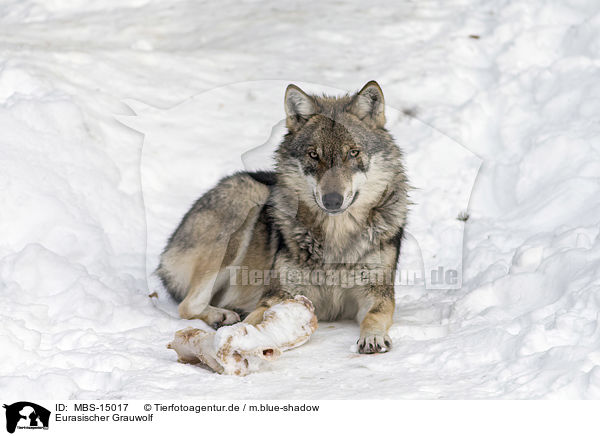 Eurasischer Grauwolf / MBS-15017