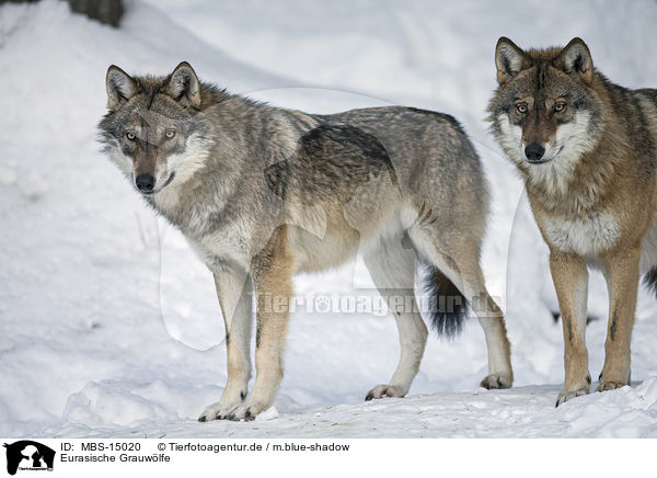 Eurasische Grauwlfe / MBS-15020