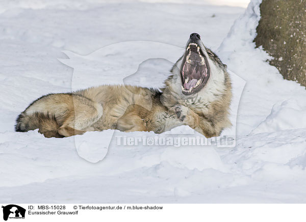 Eurasischer Grauwolf / MBS-15028
