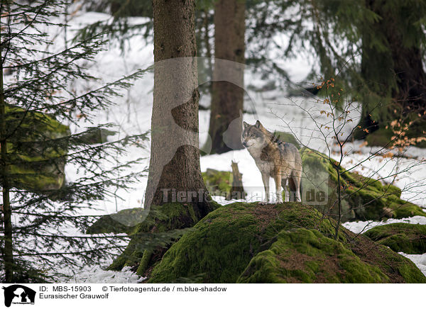 Eurasischer Grauwolf / MBS-15903