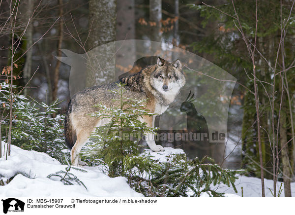 Eurasischer Grauwolf / MBS-15907