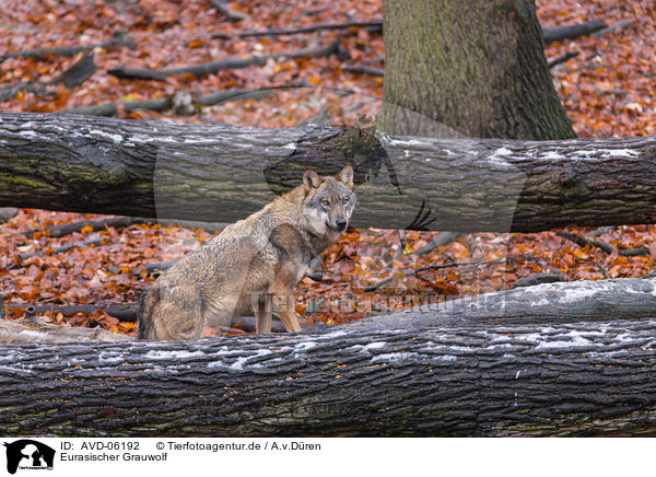 Eurasischer Grauwolf / AVD-06192