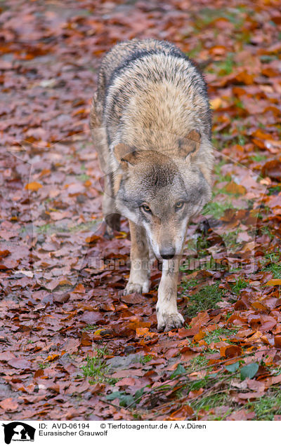 Eurasischer Grauwolf / AVD-06194