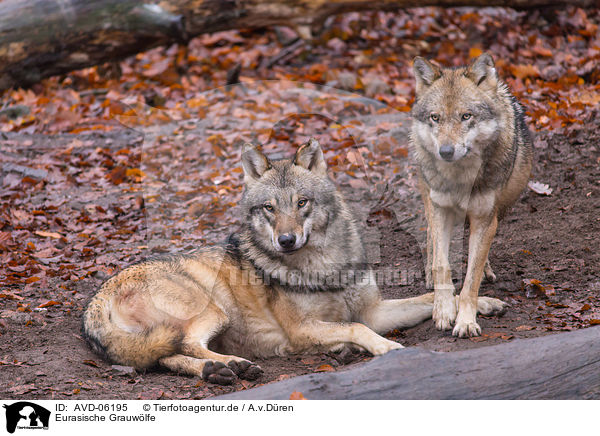 Eurasische Grauwlfe / AVD-06195