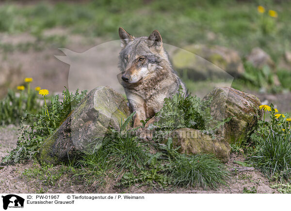 Eurasischer Grauwolf / PW-01967
