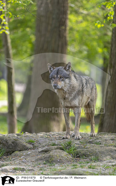 Eurasischer Grauwolf / PW-01979