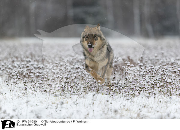 Eurasischer Grauwolf / eurasian greywolf / PW-01980