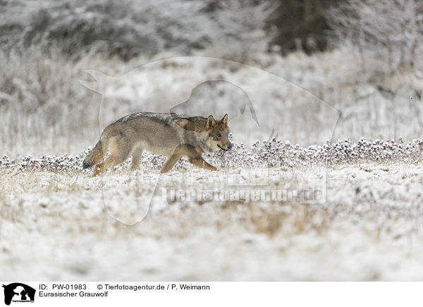 Eurasischer Grauwolf / PW-01983