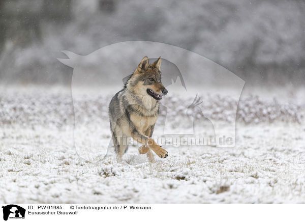 Eurasischer Grauwolf / PW-01985