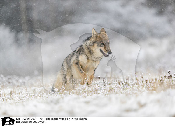 Eurasischer Grauwolf / PW-01987