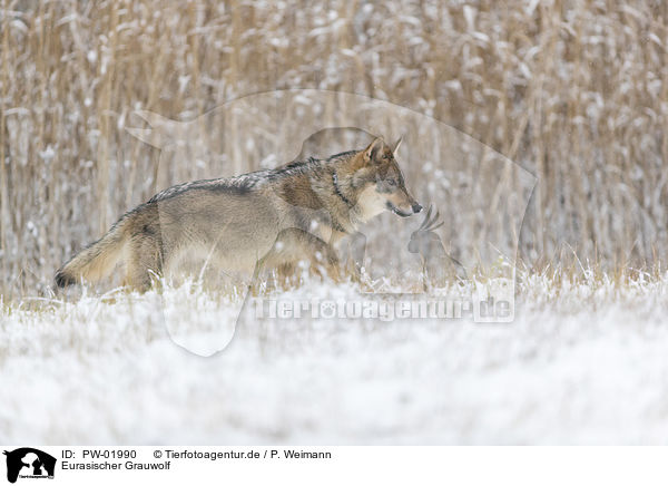Eurasischer Grauwolf / PW-01990