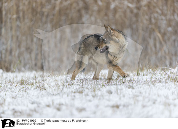 Eurasischer Grauwolf / PW-01995