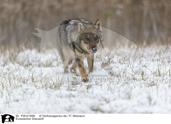 Eurasischer Grauwolf / PW-01996