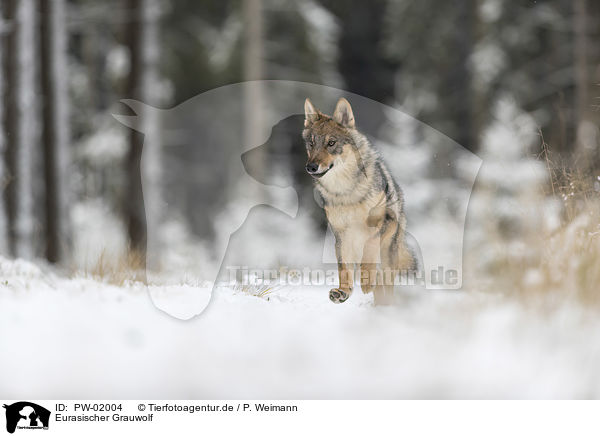 Eurasischer Grauwolf / PW-02004