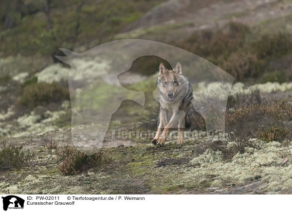 Eurasischer Grauwolf / PW-02011