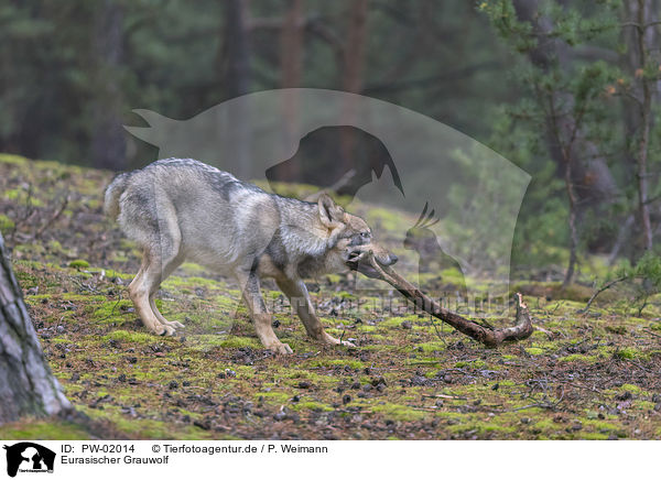 Eurasischer Grauwolf / PW-02014