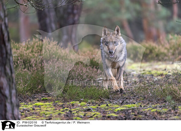 Eurasischer Grauwolf / PW-02016